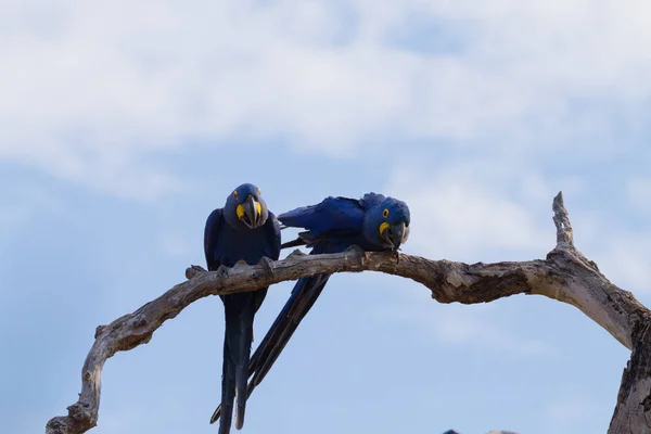 Couple of Hyacinth macaw from Pantanal, Brazil.  Brazilian wildlife. Biggest parrot in the world. Anodorhynchus hyacinthinus