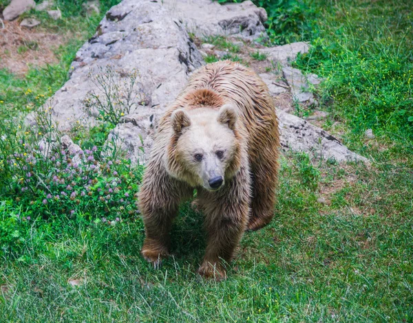 Orso Bruno Con Capelli Lunghi Aspetta Libero Nella Foresta — Foto Stock