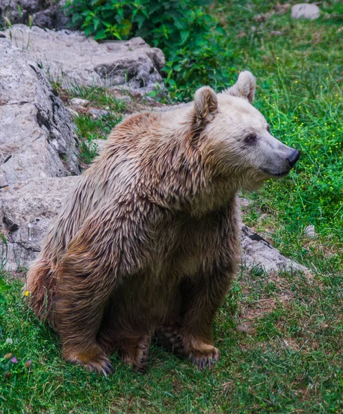 Коричневий Ведмідь Довгим Волоссям Чекає Безкоштовно Лісі — стокове фото