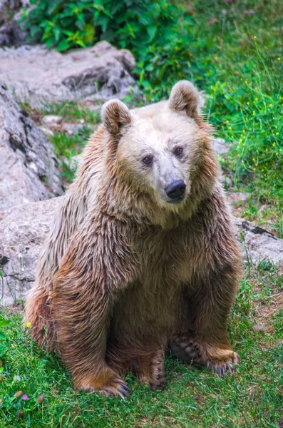 森でヒグマ長い髪待機で無料します — ストック写真