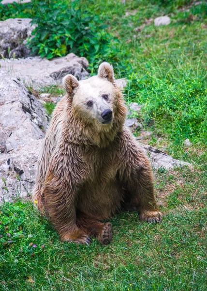 Niedźwiedź Brunatny Czeka Długie Włosy Wolne Lesie — Zdjęcie stockowe