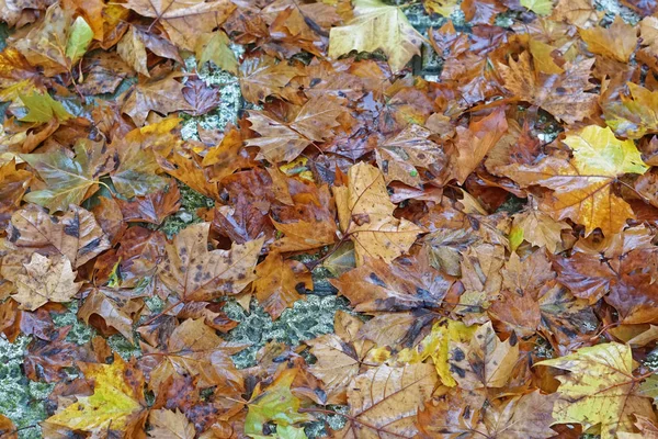 Wet Queda Folhagem Textura Natureza Fundo — Fotografia de Stock