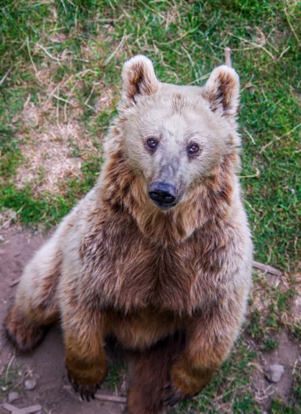 ツリーのふもとに暗いクマ他の獲物に見えるし それを待ちます — ストック写真