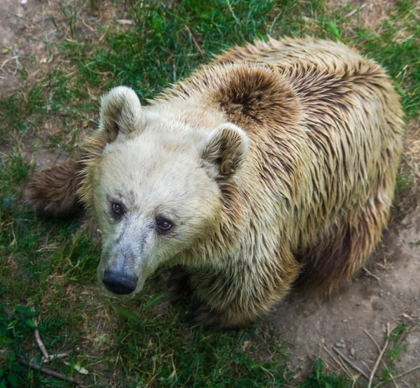 Темний Ведмідь Біля Підніжжя Дерева Дивиться Іншу Здобич Чекає Поки — стокове фото