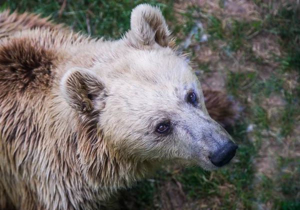 Ciemny Miś Podnóża Drzewa Wygląda Innych Ofiary Czeka Zejdzie — Zdjęcie stockowe