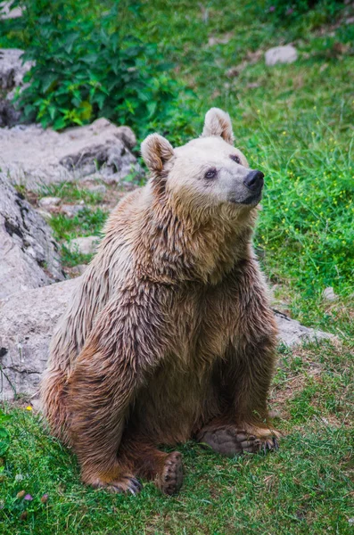 Urso Escuro Árvore Olha Para Outra Presa Espera Que Ela — Fotografia de Stock