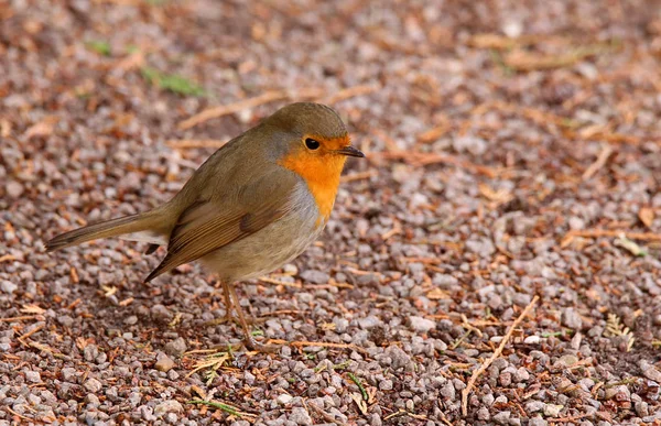 Červený Krk Erithacus Rubecula — Stock fotografie