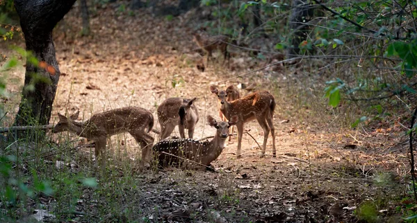 森の中の軸鹿の群れ — ストック写真