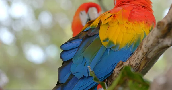 Zbliżenie Widok Pięknej Papugi Macaw — Zdjęcie stockowe