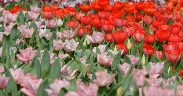 Tulipany Wiosną Kwitną Ogrodzie — Zdjęcie stockowe