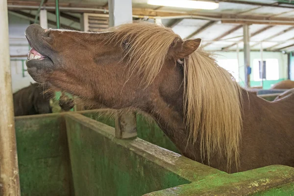 Icelandic Horse showing his Teeth in the Stable near Bifrost, Iceland