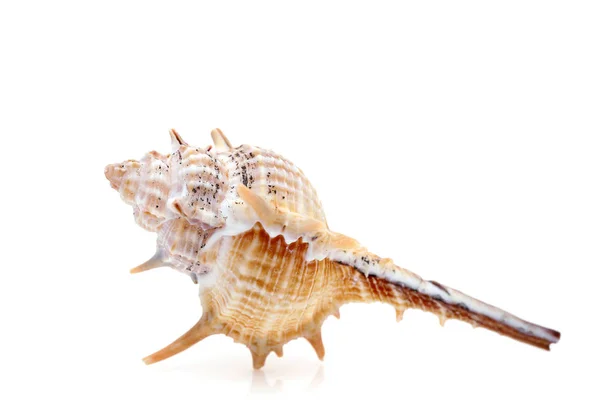 Gros Plan Coquillage Épineux Isolé Sur Fond Blanc — Photo