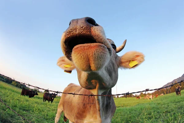 Ширококутний Знімок Допитливої Коричневої Корови Рогами Пасовищі — стокове фото
