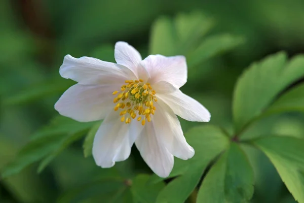 Macro Bush Oak Anemone Nemorosa — стоковое фото