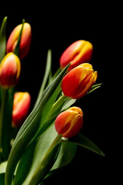 Beautiful Tulip Black Background — Stock Photo, Image