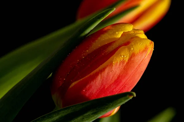 Belle Tulipe Sur Fond Noir — Photo