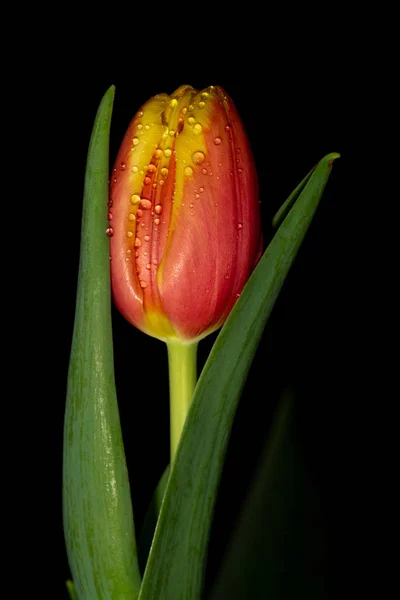 Belle Tulipe Sur Fond Noir — Photo