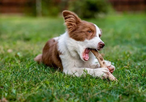 Brauner Border Collie Hund Sitzend — Stockfoto