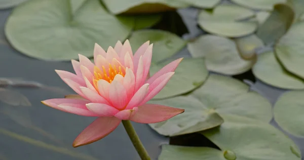 Lagoa Flor Lótus Bonita — Fotografia de Stock