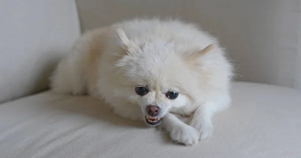 Pomeranya Köpeği Kanepede Sinirlenir — Stok fotoğraf