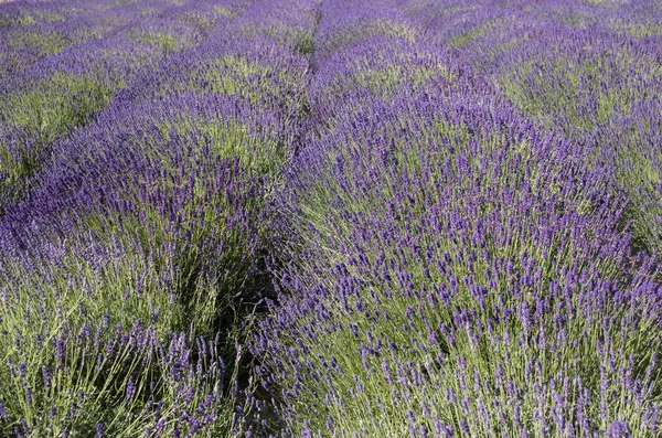 Blomstrende Lavendelblomstene Provence Nær Sault Frankrike – stockfoto