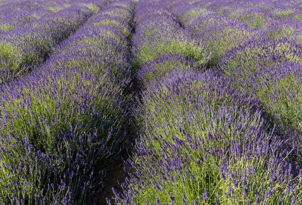 Kvetoucí Levandulové Květy Provence Poblíž Sault Francie — Stock fotografie