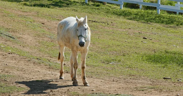 Caballo Blanco Granja — Foto de Stock