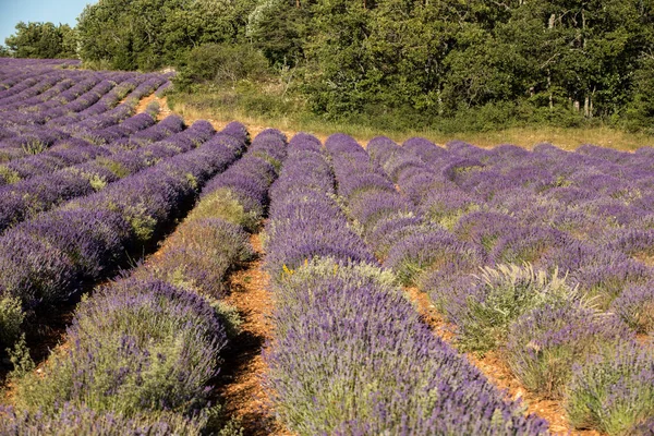 Campo Lavanda Perto Sault Provence França — Fotografia de Stock