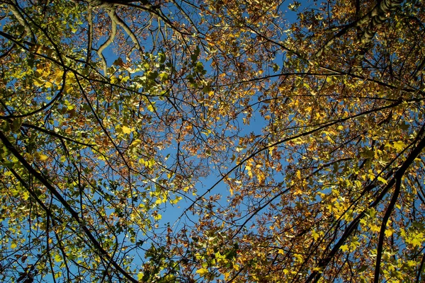 Sonbaharda Ağaçlar Sonbahar Mevsimi Bitki Örtüsü Yapraklar — Stok fotoğraf