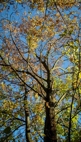 Drzewa Jesienią Jesień Sezon Flora Liście — Zdjęcie stockowe