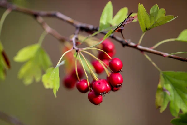 Encadenamiento Sobre Arbusto Frutos Rojos —  Fotos de Stock