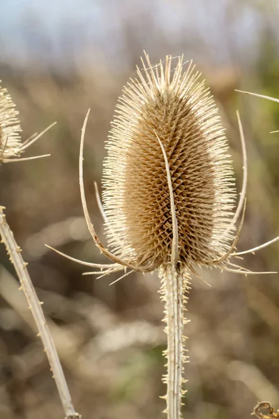 Mooi Botanisch Schot Natuurlijk Behang — Stockfoto