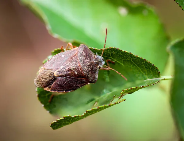 Bir Bitkinin Üzerindeki Böcek Böcek — Stok fotoğraf