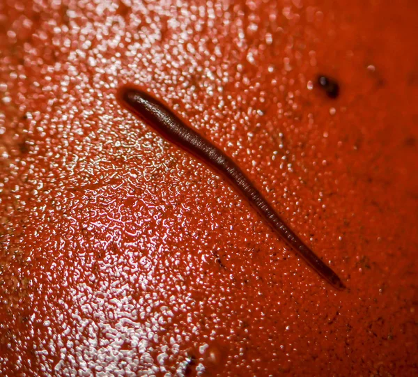 Vent Aspiration Sur Cône Sikikon Dans Aquarium — Photo