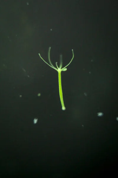 Hydra Род Мелких Пресноводных Животных Типа Cnidaria Hydrozoa — стоковое фото