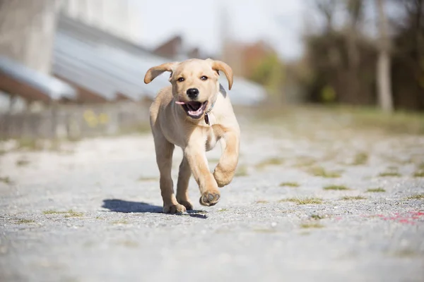 Jovem Cachorro Golden Retriever Brincando Livre — Fotografia de Stock