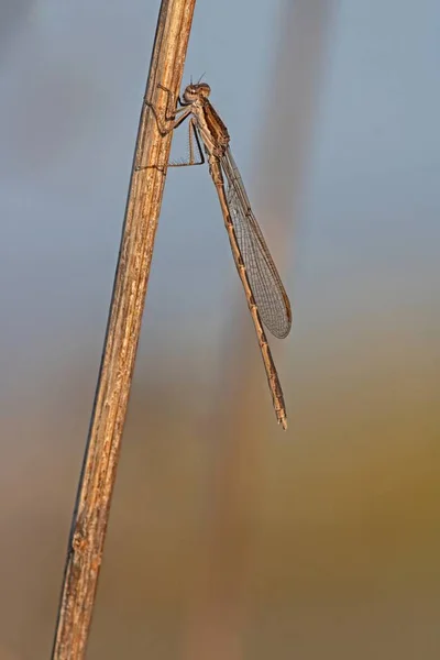 Vue Macro Rapprochée Insecte Libellule — Photo