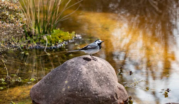 Gênero Pássaros Cantores Wagtail Branco Uma Rocha Rio Raso Início — Fotografia de Stock