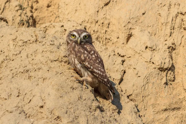 Üregi Bagoly Athene Cunicularia Fészken Költő Állatok — Stock Fotó