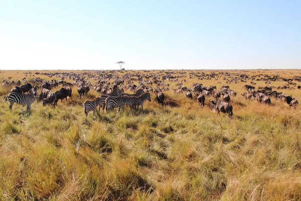 Grande Migração Maasai Mara — Fotografia de Stock