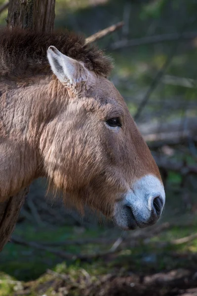 Caballo Prezwalski Bosque — Foto de Stock