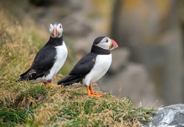 Atlantische Papegaaiduiker Ook Bekend Als Gewone Papegaaiduiker — Stockfoto