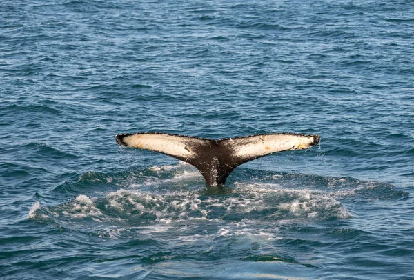 Bultrug Walvis Ijsland Van Walvissen Kijken Reis — Stockfoto