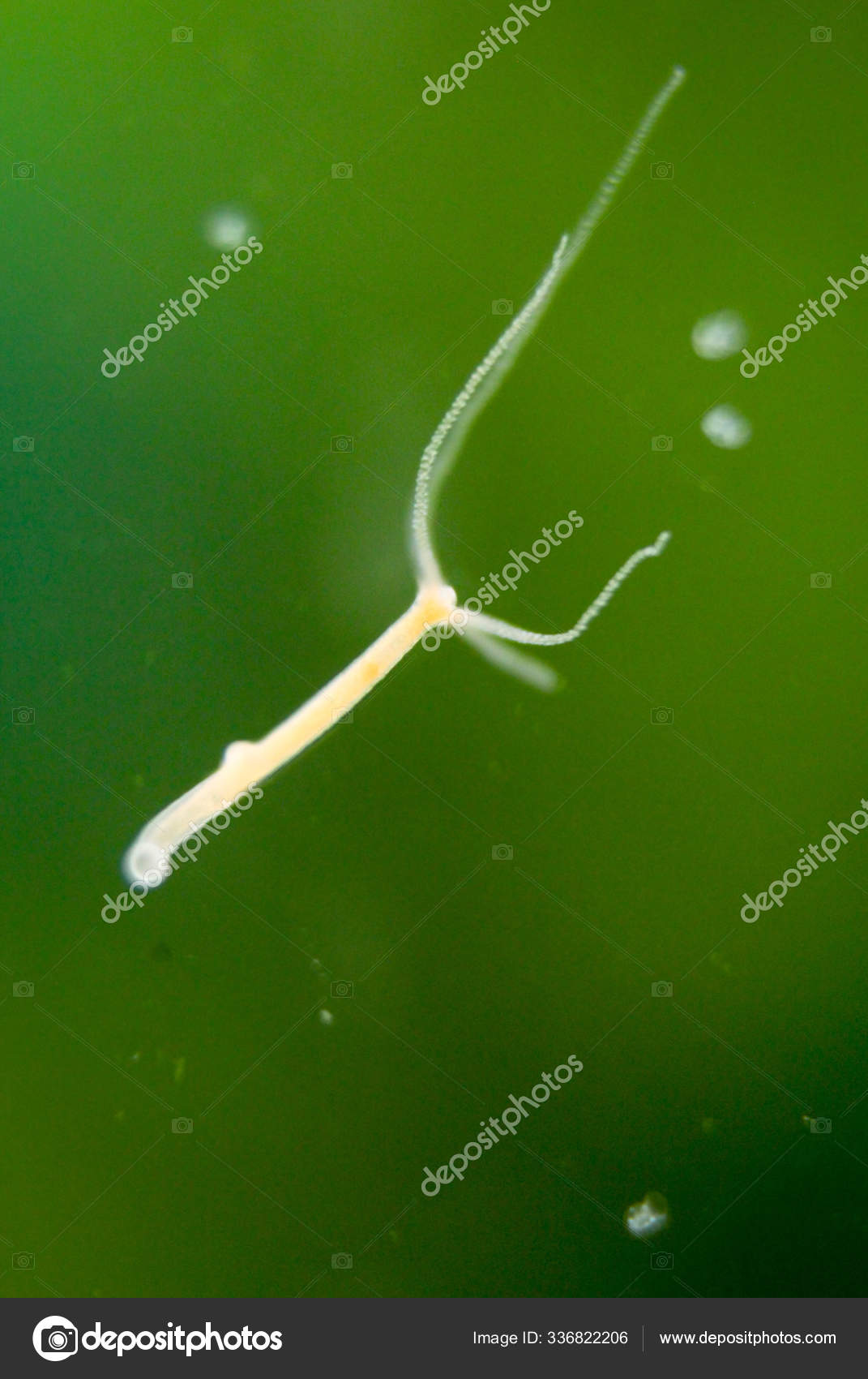 Hydra Under the Microscope for Education. Stock Image - Image of  microscope, cnidocytes: 125921191, image size:1071x1700