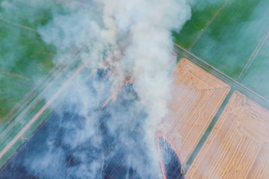 Burning straw in the fields of wheat after harvesting. The pollution of the atmosphere with smoke. clipart