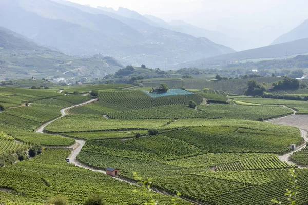 Zielone Lato Winnicy Krajobraz Pięknej Przyrody Szwajcaria Widok — Zdjęcie stockowe