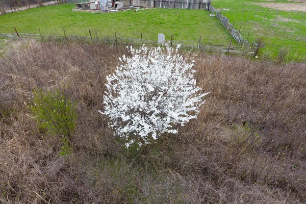 Blooming cherry plum. A plum tree among dry grass. White flowers of plum trees on the branches of a tree. Spring garden