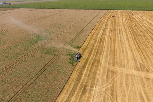 Harvesting Wheat Harvester Agricultural Machinery Operation — Stock Photo, Image