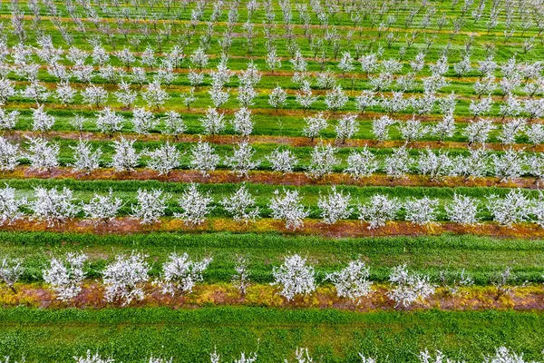 Floreciente Jardín Ciruela Joven Vista Superior Palmo Del Dron Sobre — Foto de Stock