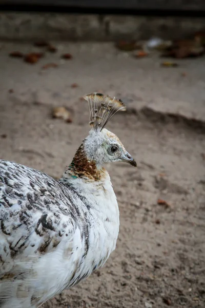 Nahaufnahme Des Kopfes Einer Pfaue — Stockfoto